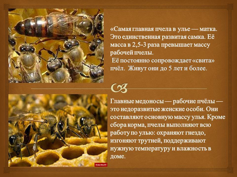 Кто входит в состав семьи медоносных пчел. Пчела матка трутень. Пчели семья матка трутень. Медоносная пчела матка трутень рабочая пчела. Трутни в пчелиной семье.