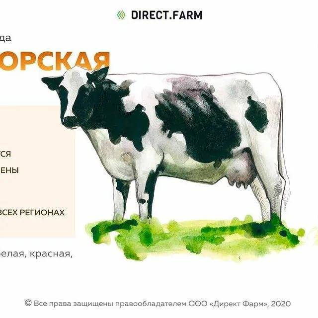 Калмыцкая порода коров: характеристика, достоинства