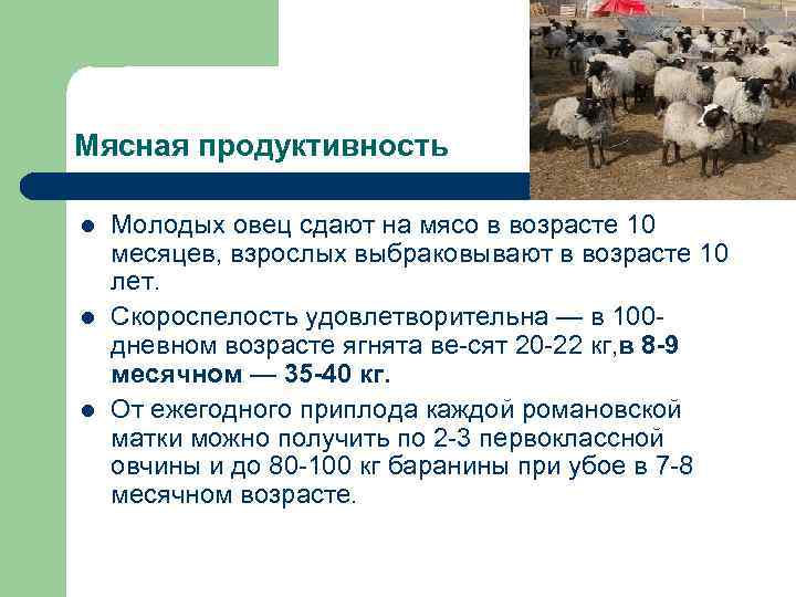 Молоко овец: повышение продуктивности овец молочных пород
