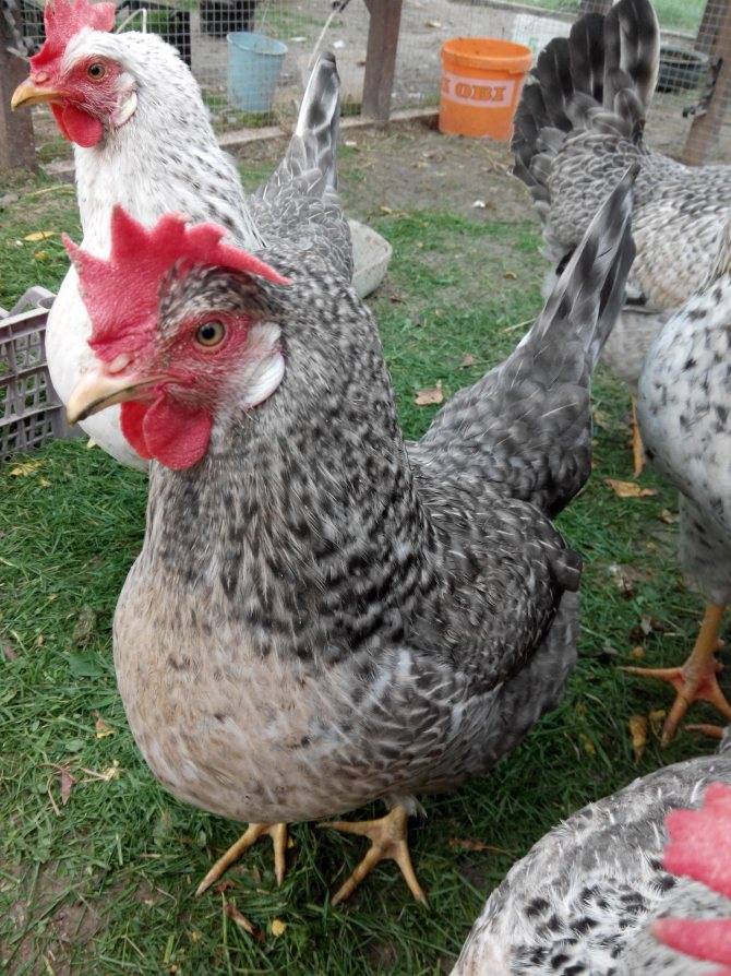 Борковская барвистая порода кур – описание, фото, отзывы