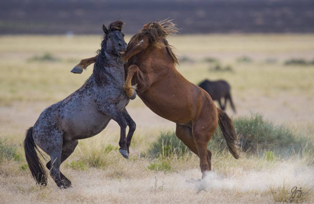 ᐉ как происходит спаривание лошадей: методы случки - zooon.ru