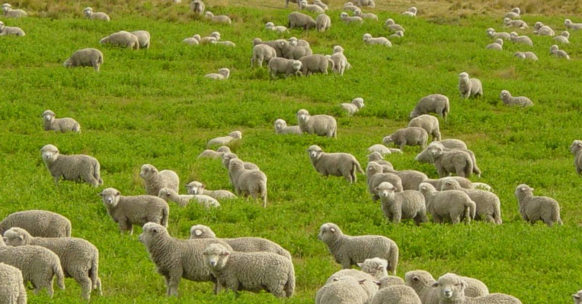 Чем кормить овец в домашних условиях зимой, после окота