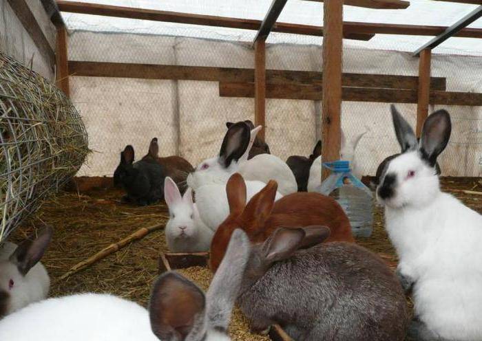 Особенности содержания кроликов: в клетках, вольерах, шедах, оптимальные условия, гигиена, кормление, профилактика болезней, защита от морозов