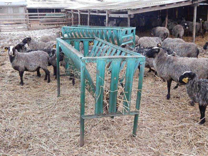 Помещение для овец как самостоятельно сделать овчарню?