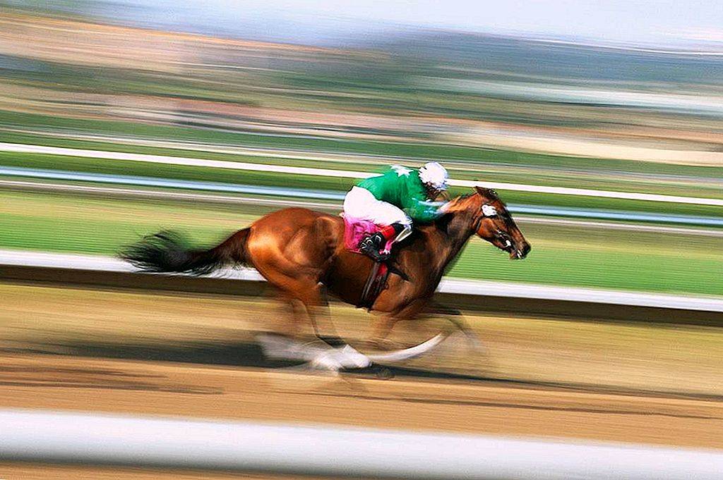 Самая быстрая лошадь в мире: порода, скорость, видео