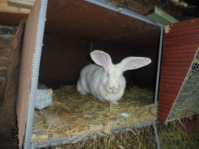 ᐉ кролики породы бельгийский великан (фландр): описание, разведение и содержание в домашних условиях - zooon.ru