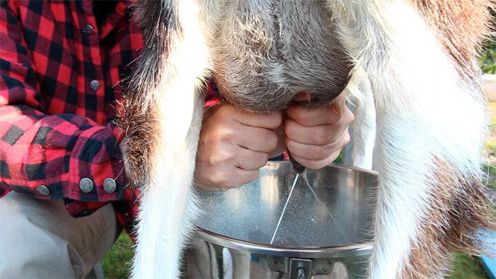 Как правильно доить козу - сколько раз в день и сколько лет доится 2021