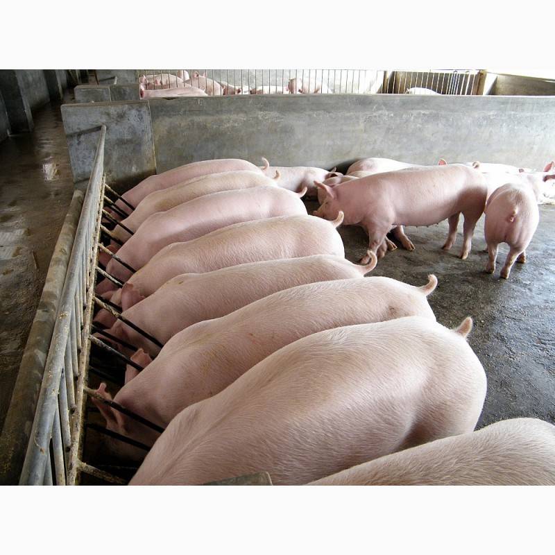 Свиньи как бизнес: свиноводство, домашнее разведение