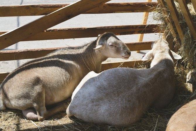 Катумские овцы: описание породы с фото и видео