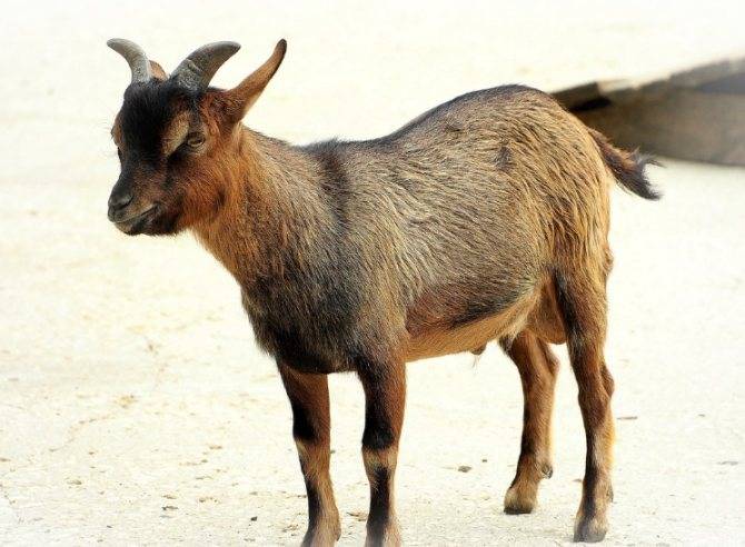 Карликовые породы коз: описание и содержание