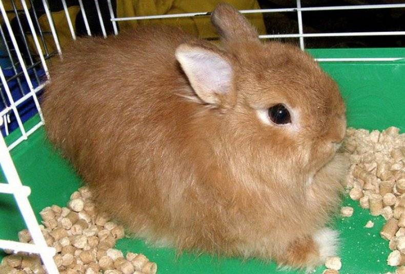 Карликовые кролики: их породы, содержание и уход в домашних условиях