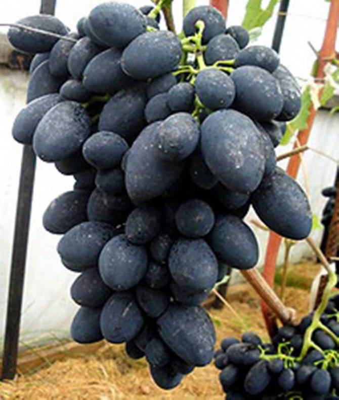 Сорт винограда кодрянка – особенности, выращивание и уход