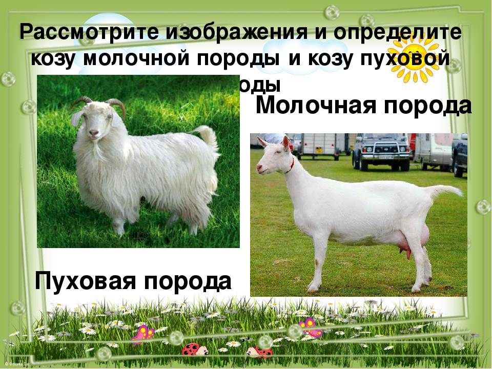 Ангорская коза - описание породы, продуктивность, разведение