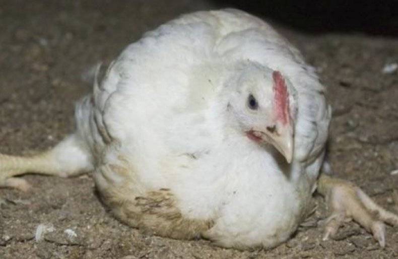Нарушение проходимости желудочно-кишечного тракта у молодняка птицы: причины, профилактика, коррекция кормления