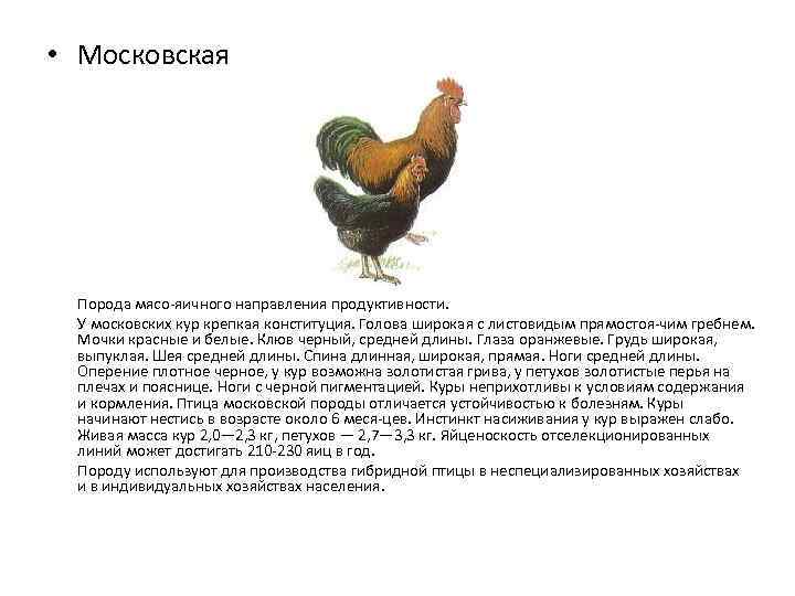 Описание и условия содержания кур породы русская белая