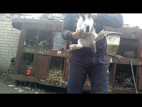 Когда можно подпускать крольчиху к кролу: в первый раз, после окрола