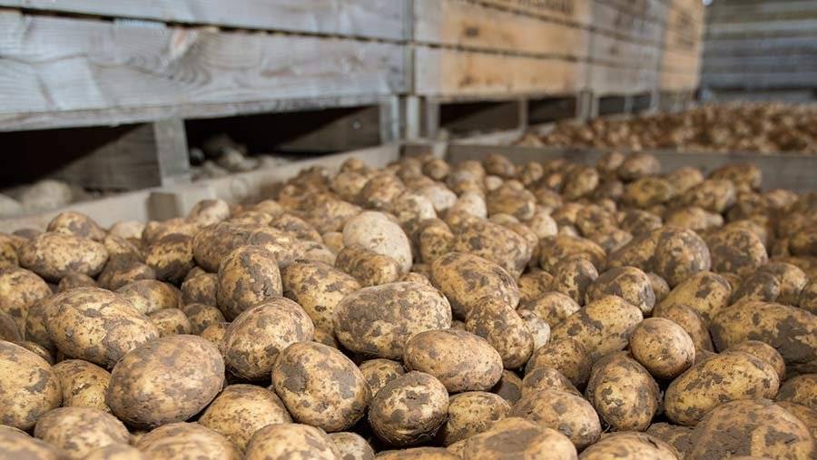 Все нюансы и секреты хранения картофеля от опытного фермера