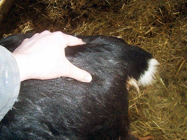 Почему у теленка выпадает шерсть: причины и методы лечения, профилактика