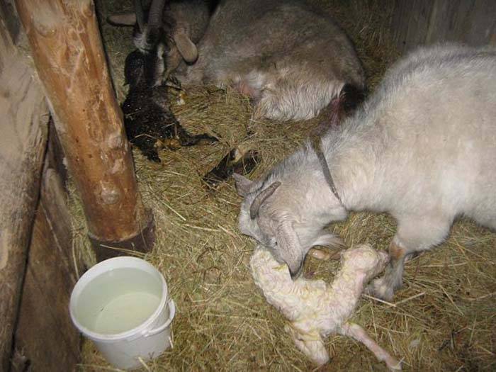 Кормление козы перед окотом – правильный рацион во время беременности