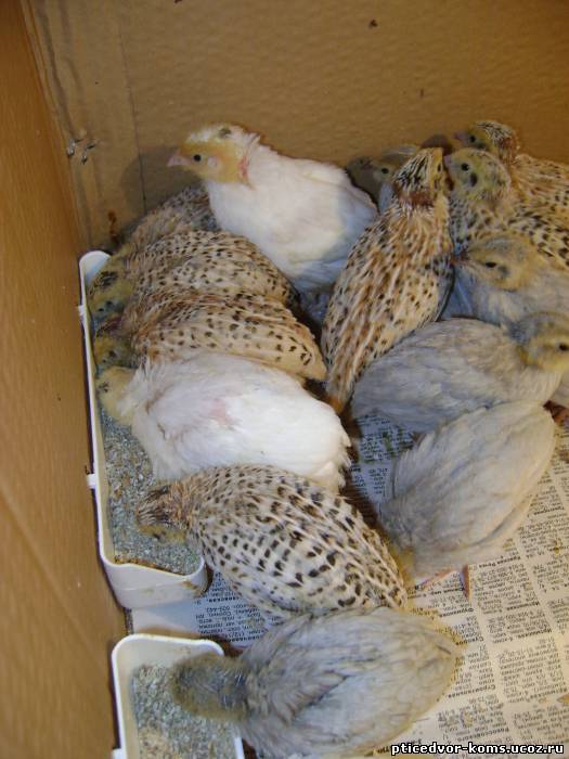 Синдром снижения яйценоскости кур - болезни домашней птицы