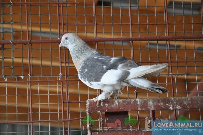 Бойные голуби — столбовые северокавказские породы
