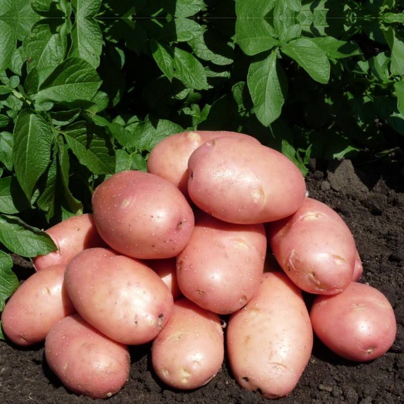Популярный, вкусный, неприхотливый — картофель «жуковский»