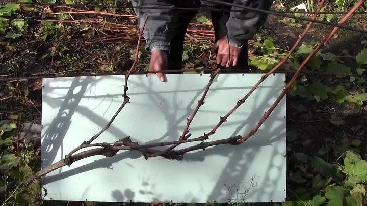 Обрезка винограда осенью: как правильно обрезать, схемы