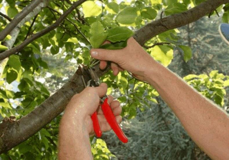 Обрезка плодовых деревьев летом: советы для новичков, схема, сроки + видео