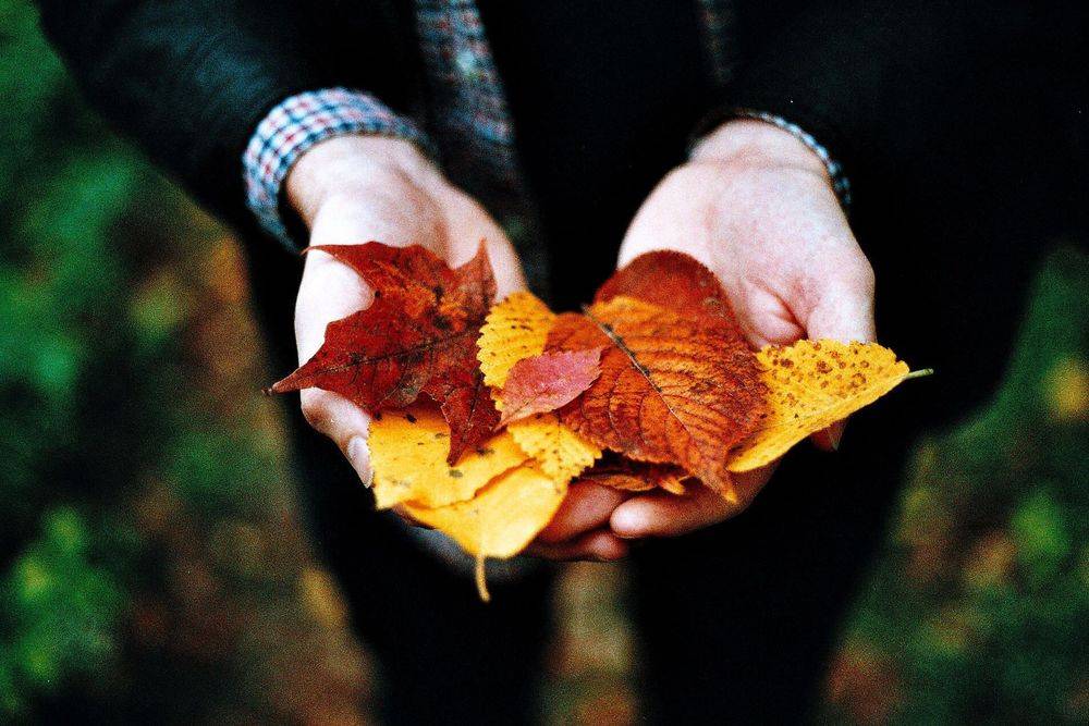 Топ-9 идей, что делать с опавшими осенью листьями — новости барановичей, бреста, беларуси, мира. intex-press