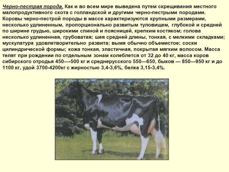 Чёрно-пёстрая порода коров: подробная характеристика, продуктивность, уход