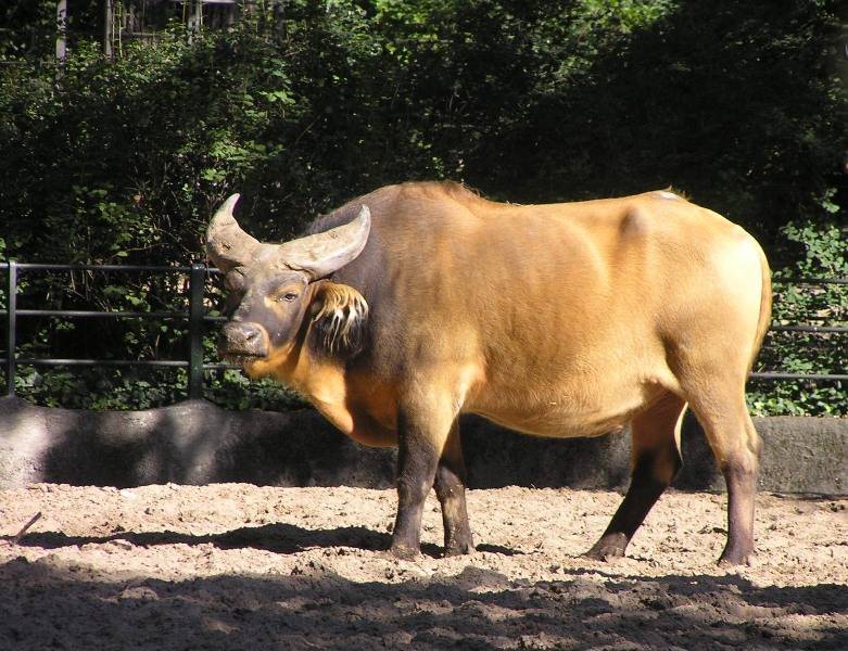 Обзор карликовых буйволов: самые маленькие виды