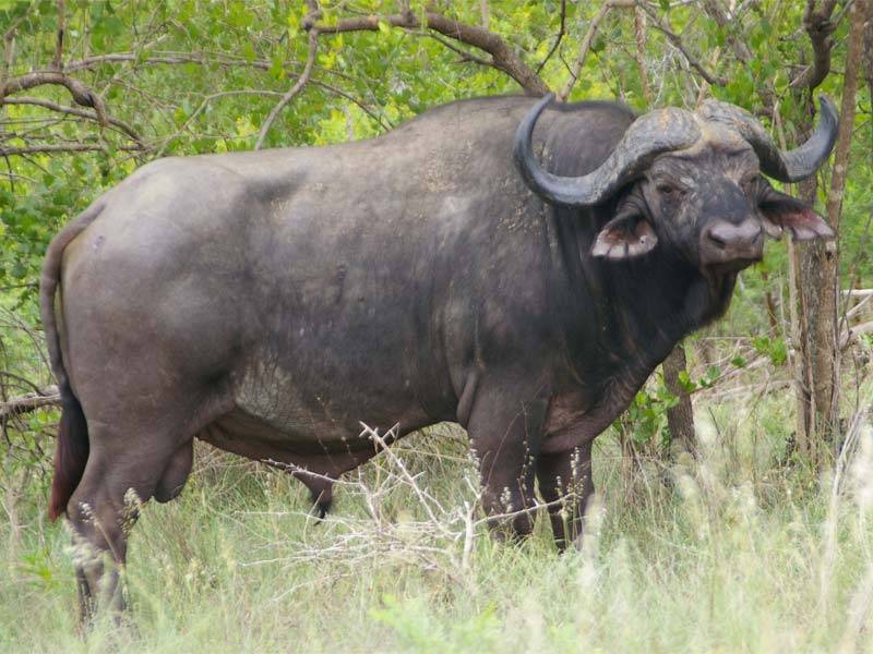 Описание буйволов: где обитают эти животные, сколько могут весить, выращивание на фермах
