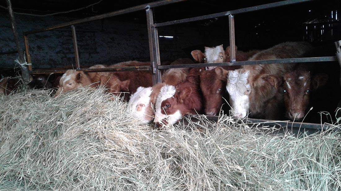 Кормление дойных коров: нормы и особенности кормления молочных коров