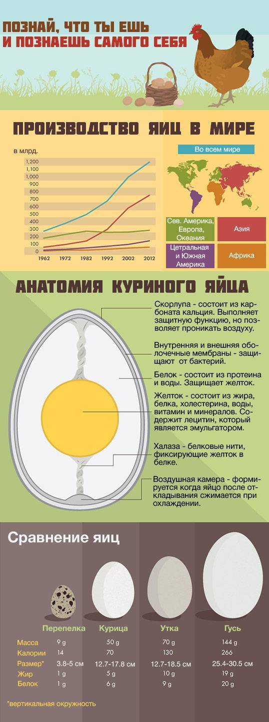 Сколько грамм весит 1 белок. сколько грамм белка в одном сыром и вареном курином яйце