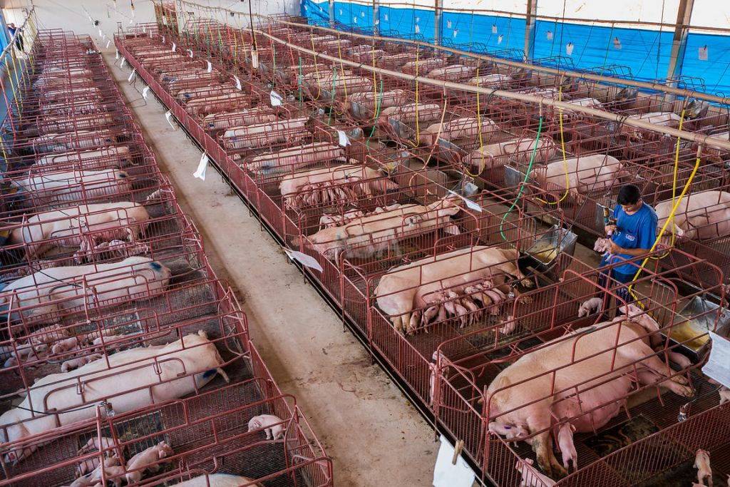 Какова рентабельность свиноводства и стоит ли заниматься этим бизнесом?