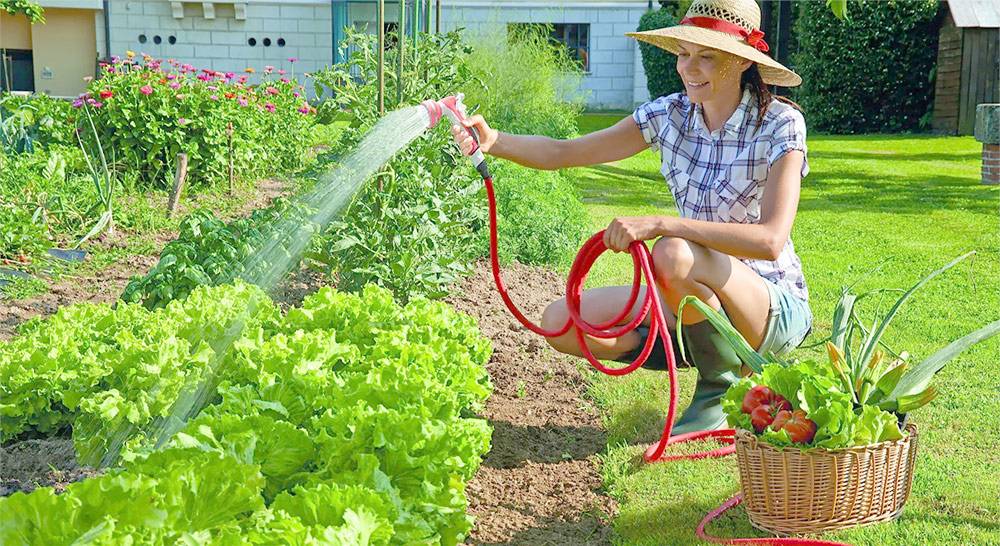 Что делать в июне – 30 самых важных дел в саду, огороде и цветнике - дачно-огородные радости - медиаплатформа миртесен