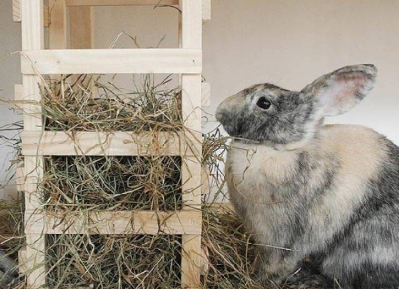 Кормушки для кроликов: описание, фото и чертежи