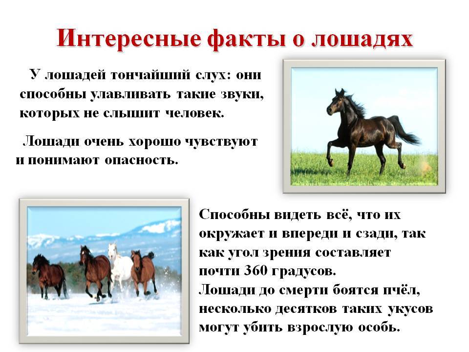 10 интересных и познавательных фактов о лошадях - mnogo-krolikov.ru