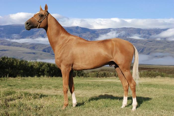 Ахалтекинская лошадь: характеристики породы, правила содержания и стоимость