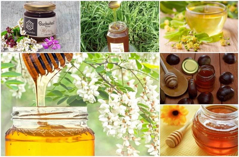 Эвкалиптовый мед- кладезь пользы и разнообразие лечебных свойств