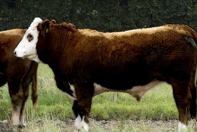 Характеристика внешнего вида, условий содержания и разведение герефордской породы коров