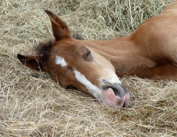 Как спят лошади: интересные факты