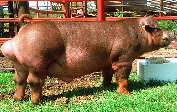 Свиньи породы дюрок: внешнее описание поросят, характеристики животных, отзывы
