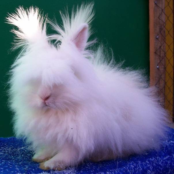Ангорский кролик: породы, фото, содержание и уход