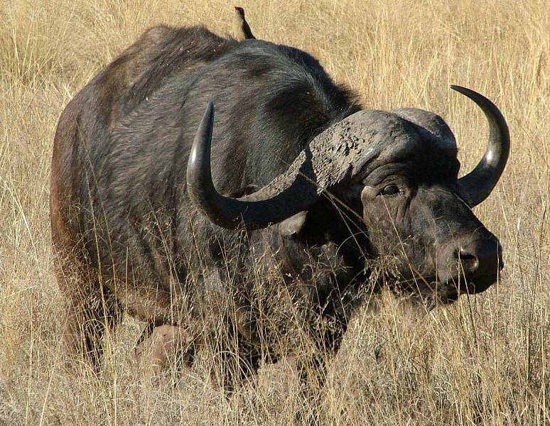 Дикие и одомашненные буйволы: распространение и разведение