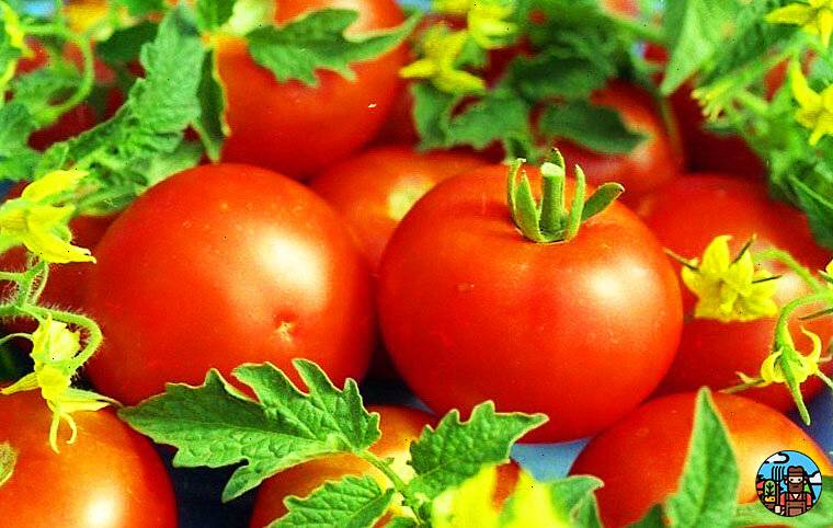 Подкормка томатов в июле 2021 года: как увеличить урожай помидоров