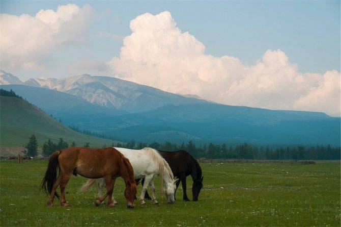 Монгольская порода лошадей: история, описание, разведение и использование