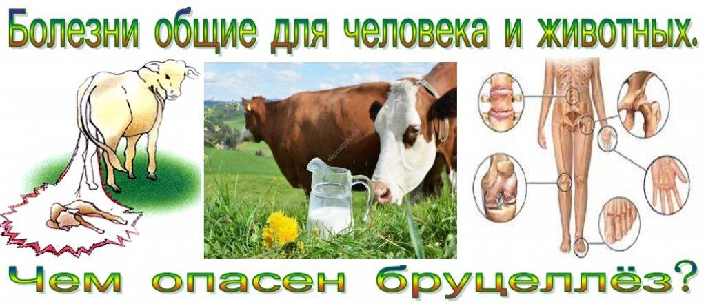 Болезни коров и другого крупного рогатого скота (крс). симптомы, лечение. инфекционные заболевания домашнего скота
