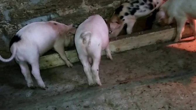 ᐉ почему свинья не ест: причины и что делать? - zooon.ru