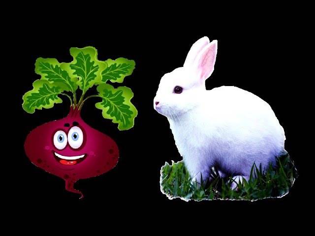 Красная, кормовая и сахарная свекла для кроликов